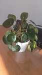 Duża pilea / pieniążek_roślina doniczkowa 3w1