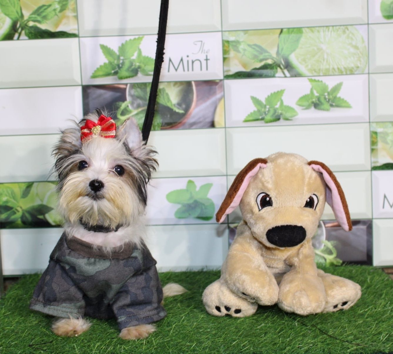 Biewer Yorkshire Terrier miniaturka mini piesek