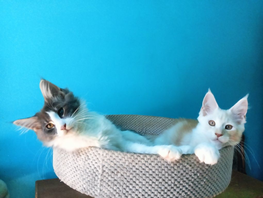 Maine coon niebieska z białym kotka rodowód FPL