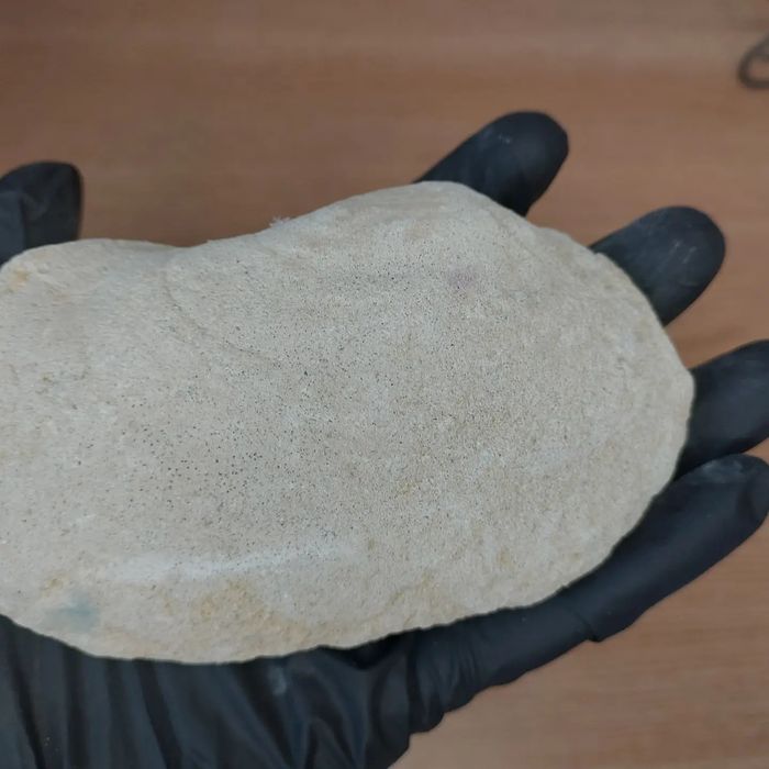 Скам'янілі молюски Panopea