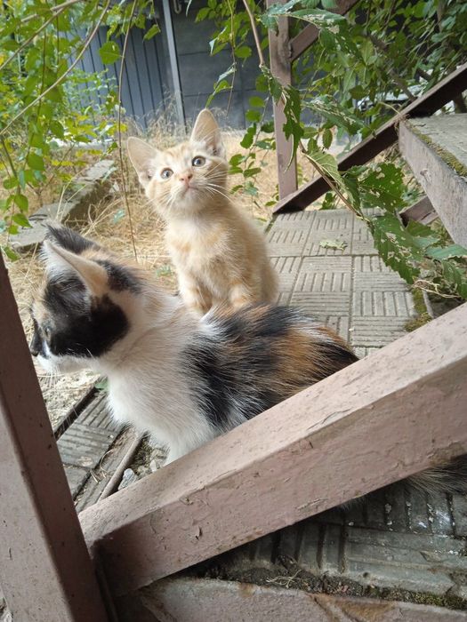 Рудий котик шукає порятунок… кошеня в добрі руки .