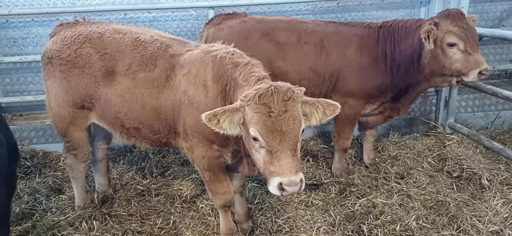 Sprzedam 12 byczkow 11  jałowek odsadkow