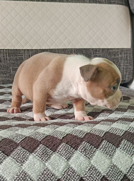 American bully pocket suczka