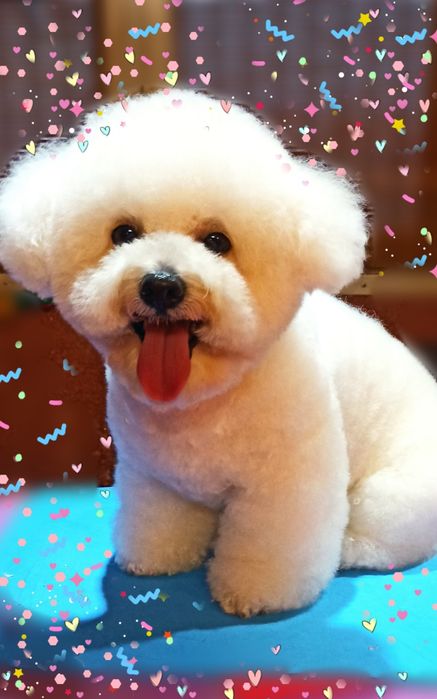 Груминг, стрижка декоративных пород собак