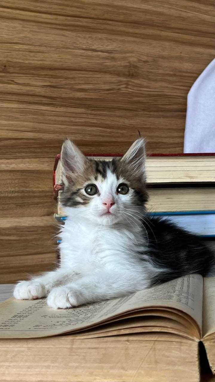 Котенок Паштет ищет дом