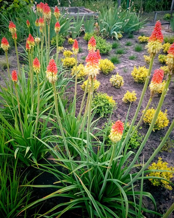 Книффофия ягодная