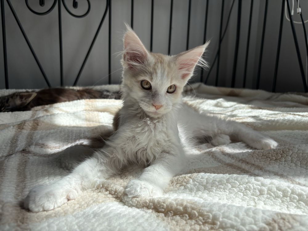 Kocurki Maine Coon