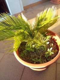 Palmeira sica ou Sagu de jardim