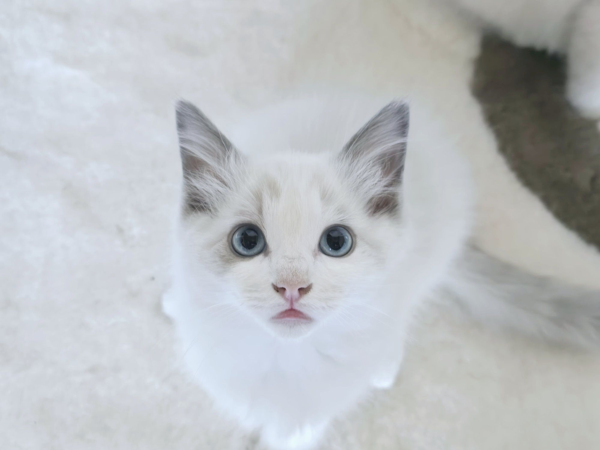Kocur ragdoll -do rezerwacji