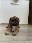 Szczeniak shih-tzu
