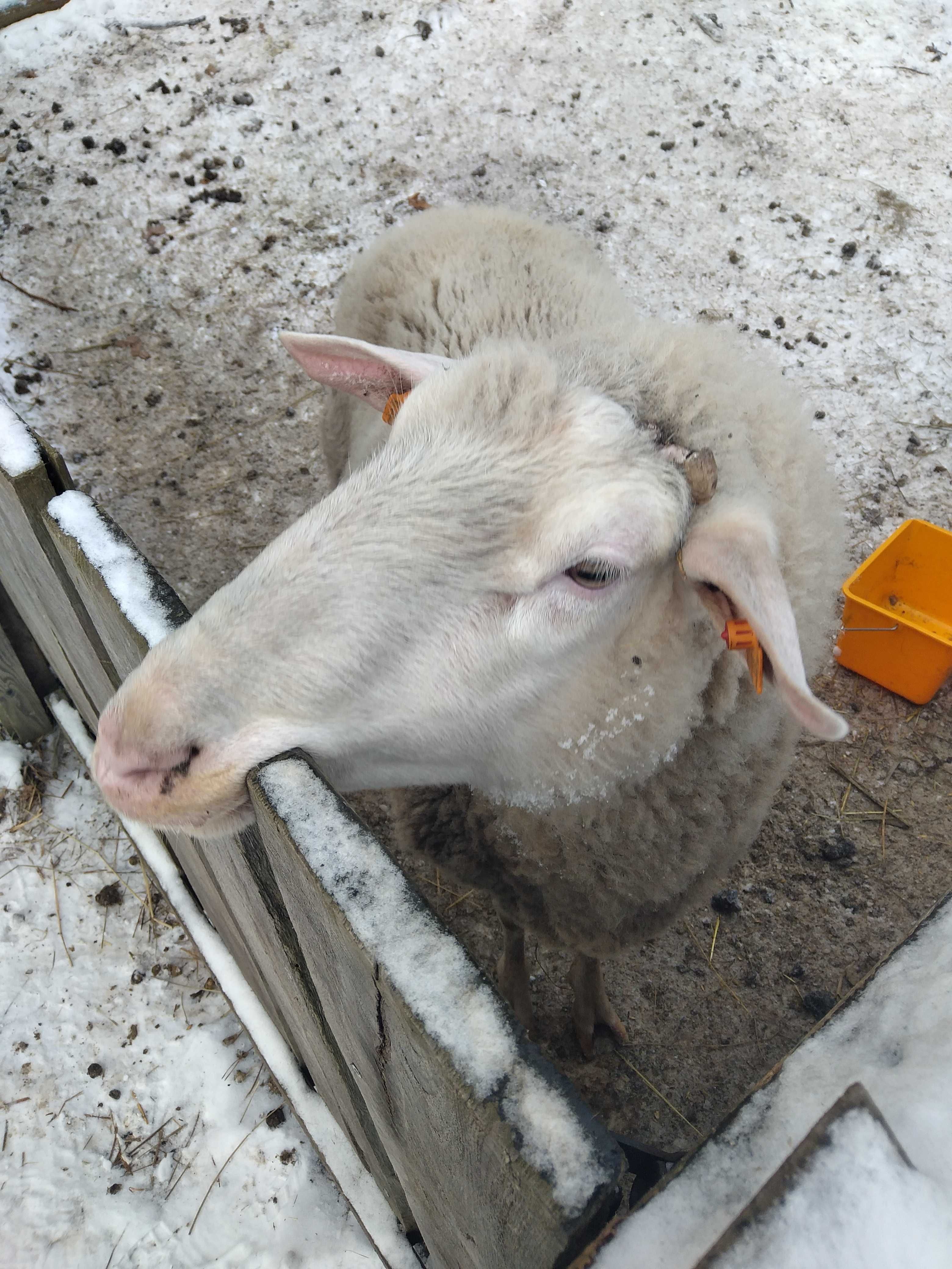 Owce, Barany/tryk wschodnio fryzyjski