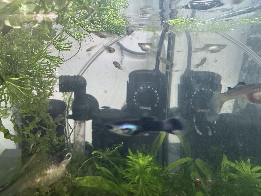 Trio Guppy endler blue panda