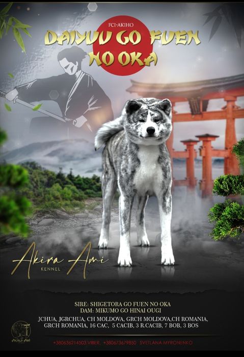 Кобель Акита ину на вязку.