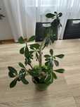 Kwiat. Róża Pustyni(Adenium Obesum)