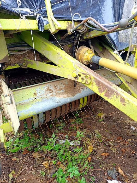 Sprzedam prase Claas Rollant 46
