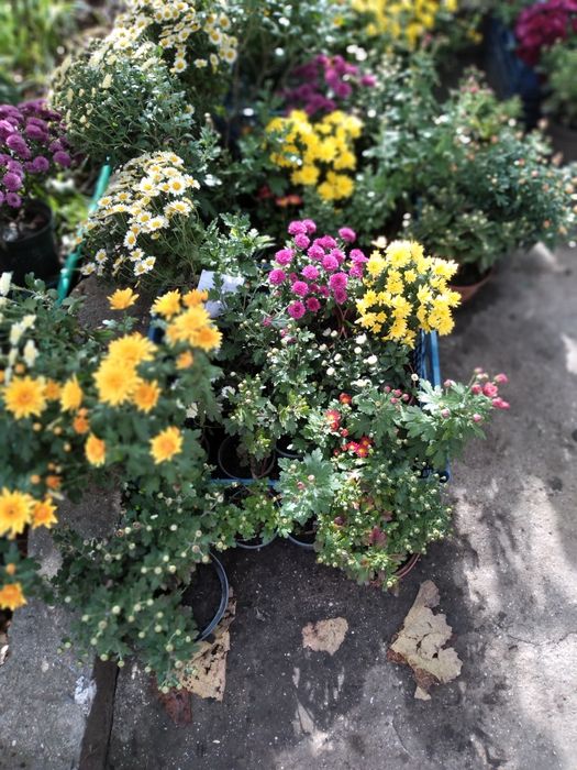 Хризантема мультифлора