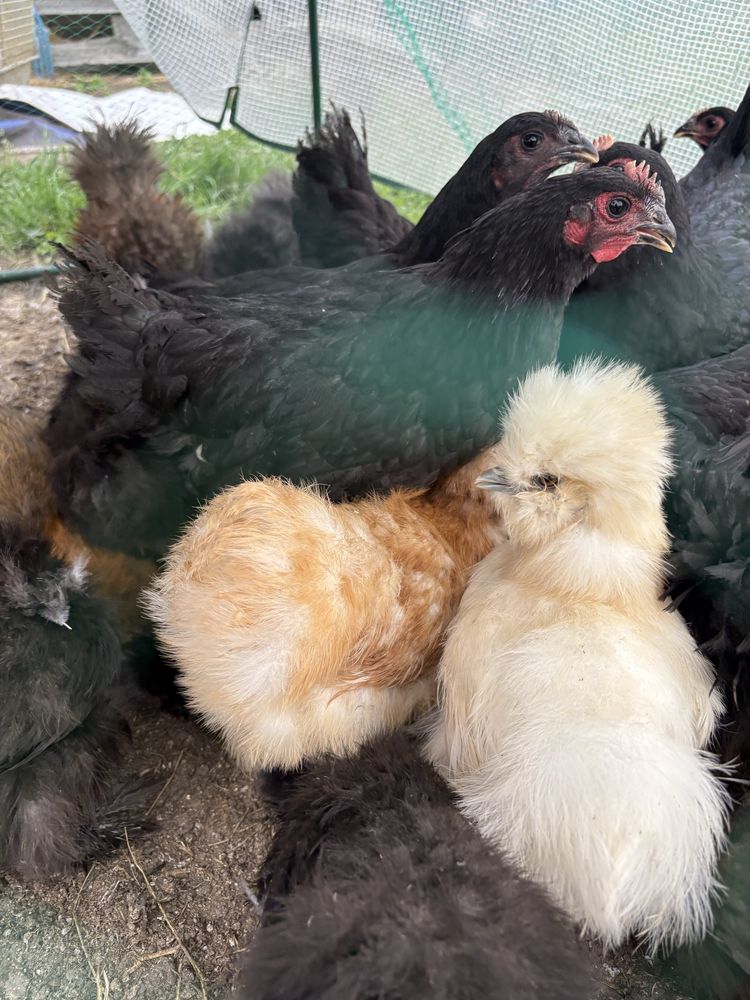 Ayama cemani kogut oraz kura wielkanocna  czarne kury