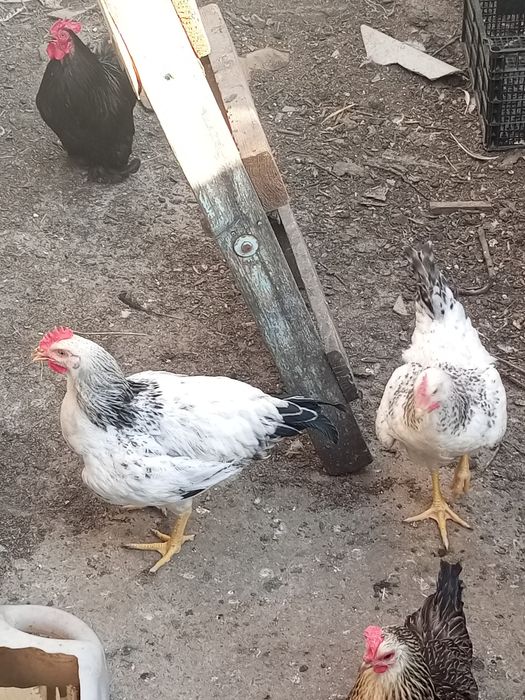 Продам  петухов200гр