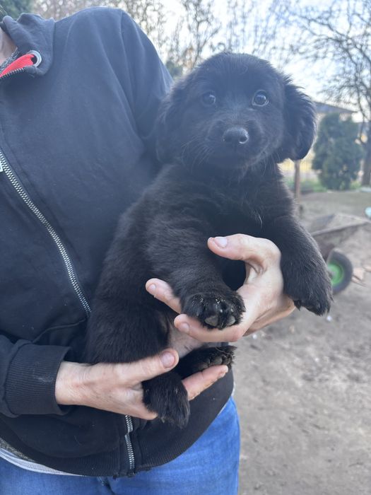 Śliczne szczeniaczki szukają nowego domu!