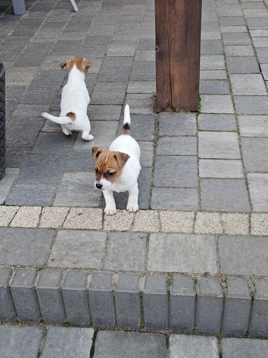 Jack russell terrier