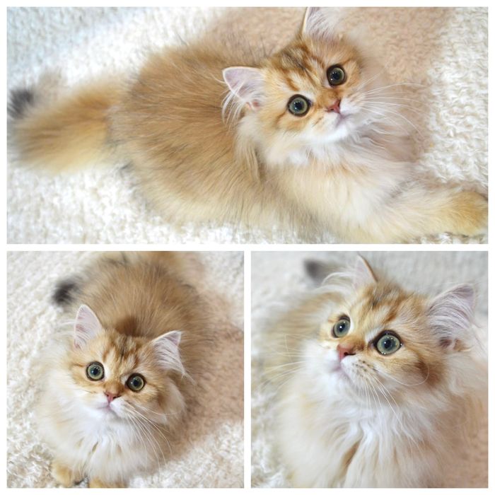 Британська золота шиншила кошенята