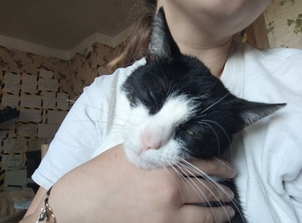 Kochany kotek Lucek w poszukiwaniach domu