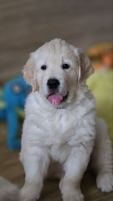 Цуценята золотистого ретривера