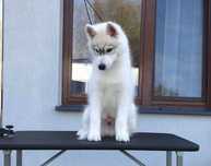 Siberian husky suczka  srebrno-biała ZKwP FCI