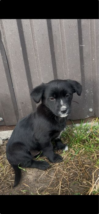 Віддам в добрі руки цуценя