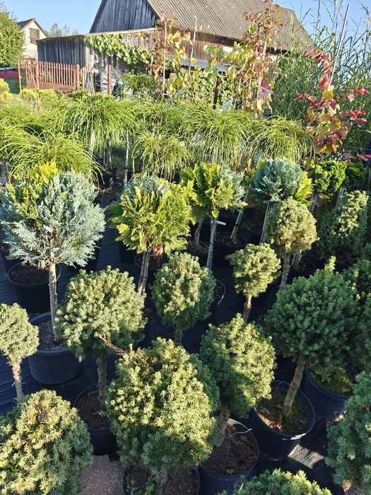 Tuja sznurkowa whipcord