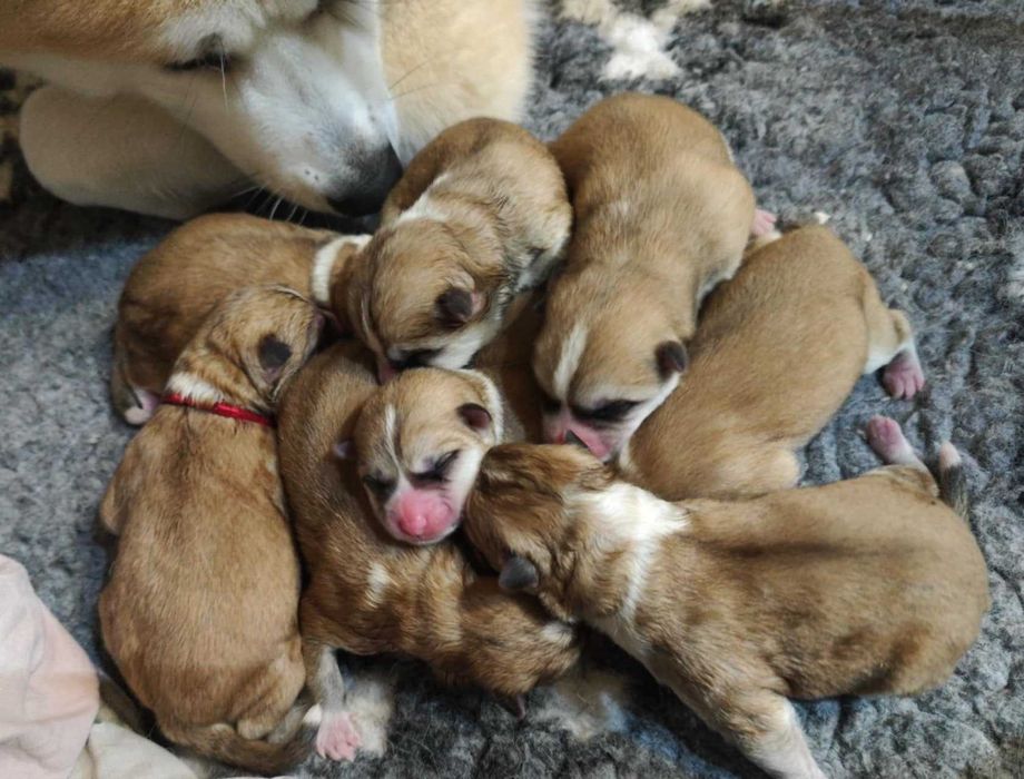 Akita japońska czerwona dziewczynka ZKwP / FCI