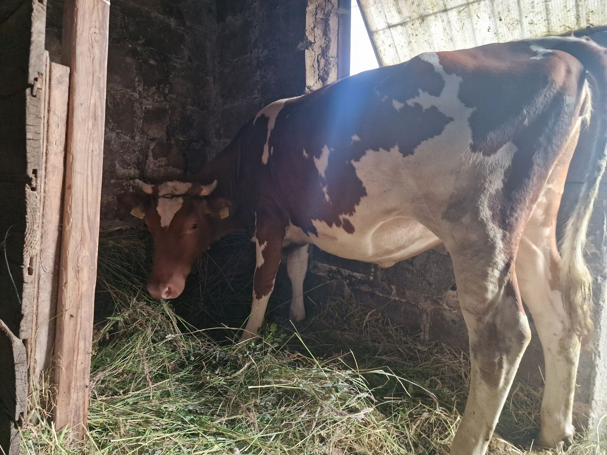 Krowa simentel 1,5 roku