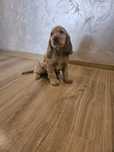 Suczka Cocker Spaniel Angielski