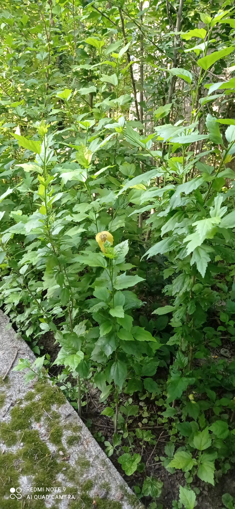 Hibiskus ketmia krzew