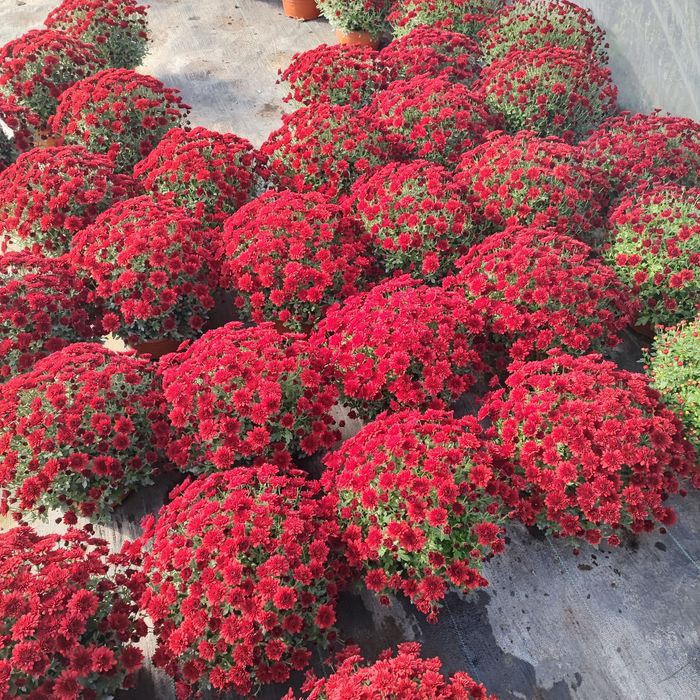 Chryzantemy sprzedam