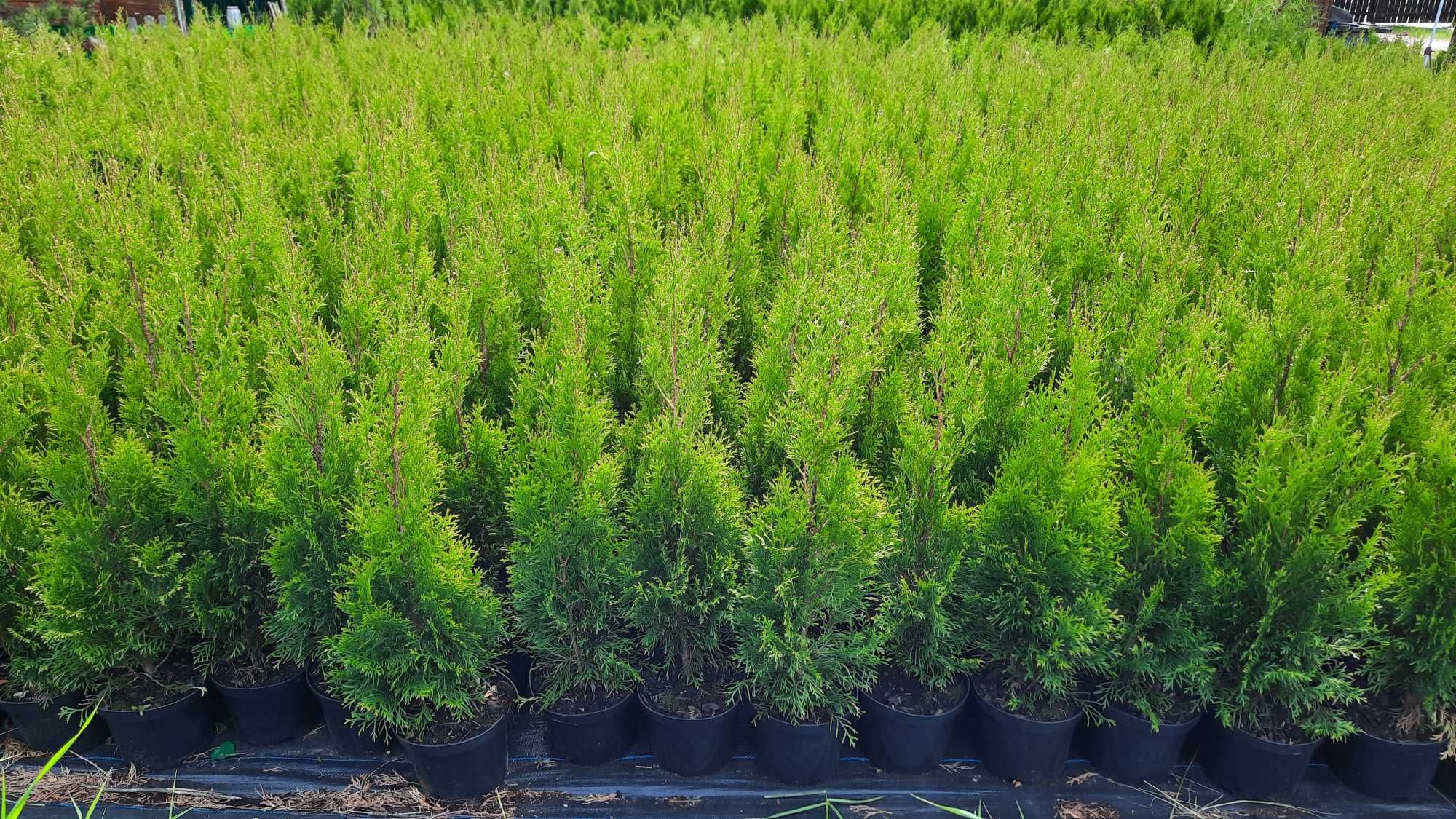 Tuja Szmaragd Thuja Smaragd 90-100 cm Transport