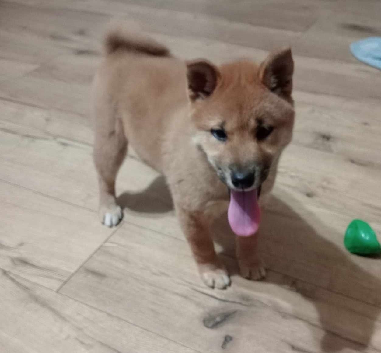 Shiba Inu suczka