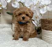 Maltipoo f1, maltańczyk/pudel toy, piesek, REZERWACJA.