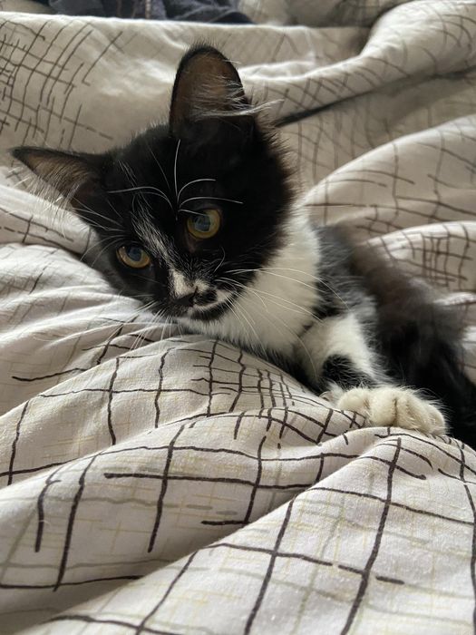 Котенок подросток бесплатно. Кошка. Котята даром. Кошечка.