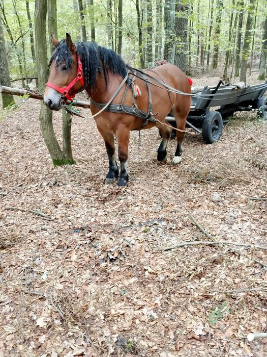 Sprzedam klacz zimnokrwistą