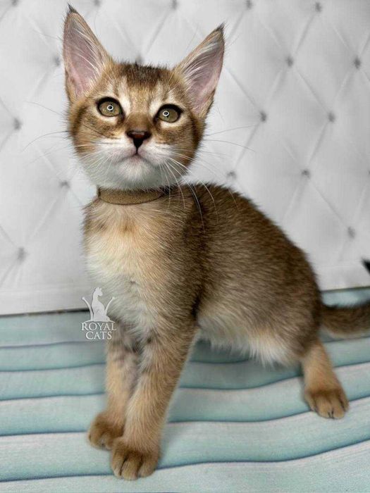 Chausie F2 Дівчинка д.н. 22.06.2023