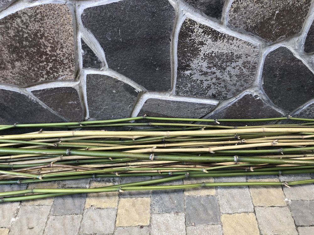 Бамбук садовий морозостійкий/кореневища, саджанці ЗКС, бамбукові палки