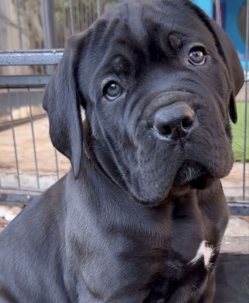 Cane corso Italiano-чорного окрасу