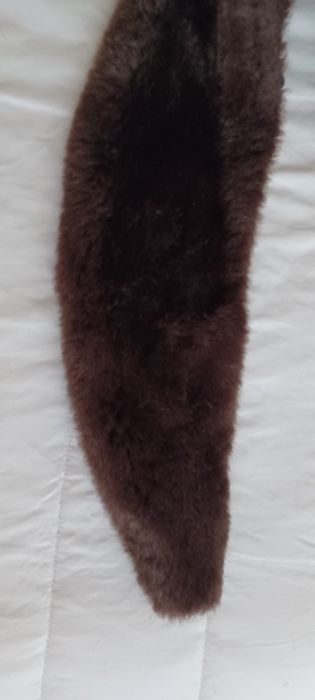 Gola em pêlo castanho