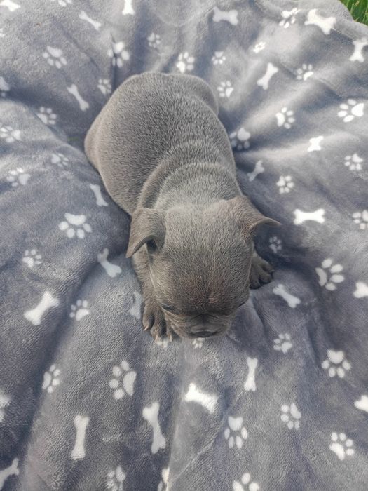 Buldog francuski