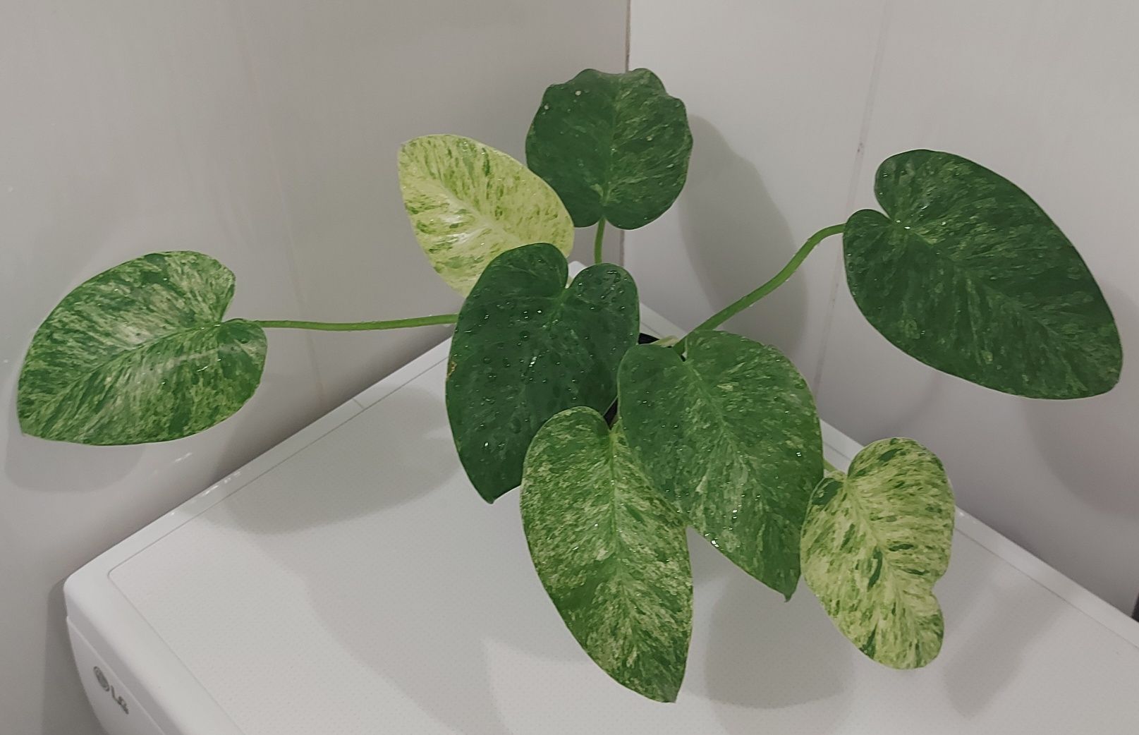 Филодендрон Giganteum variegated