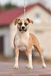 Amstaff szczeniaki american staffordshire terrier