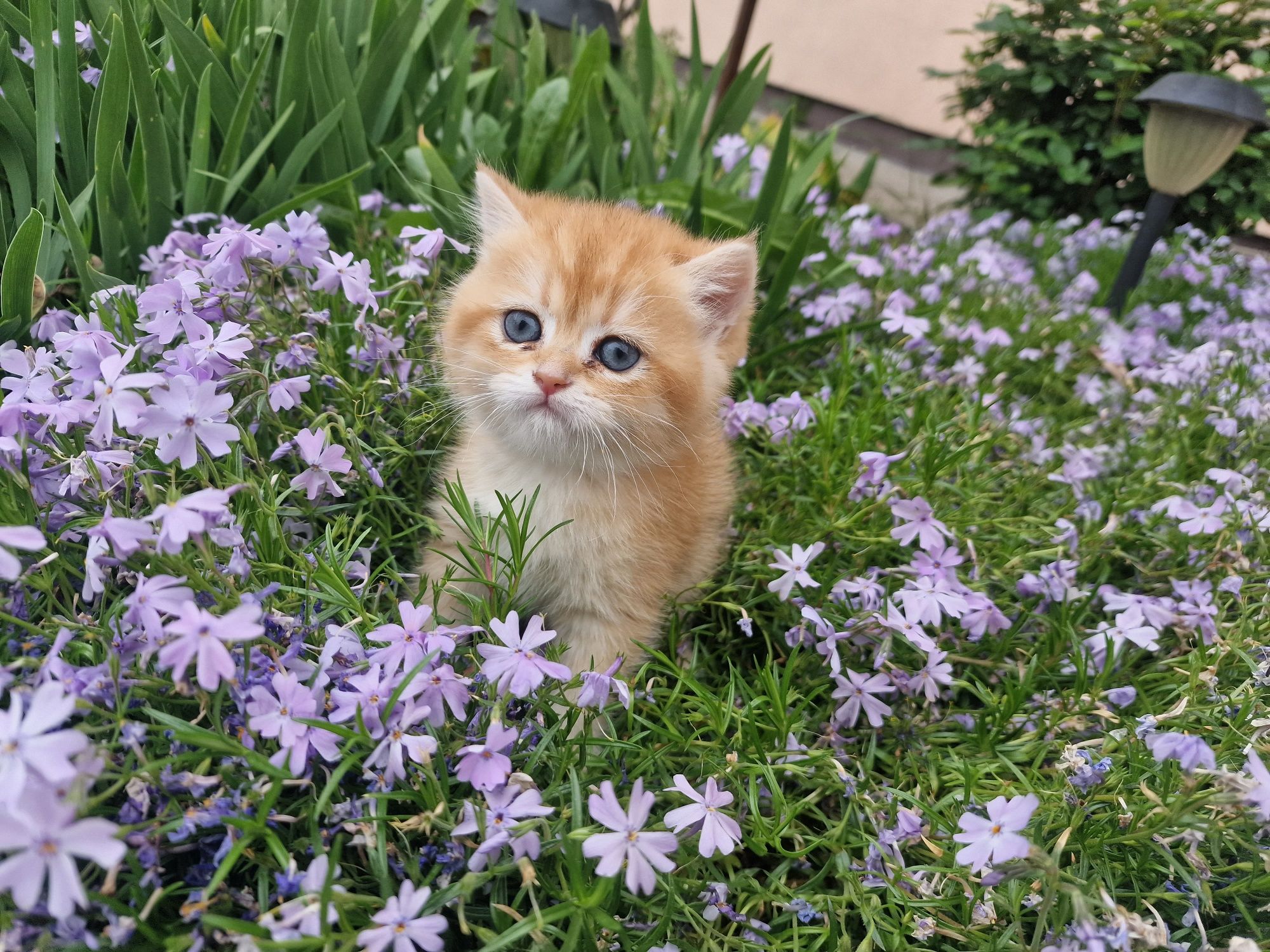 Розплідник Luxio Family пропонує кошенят золотої британської шиншили