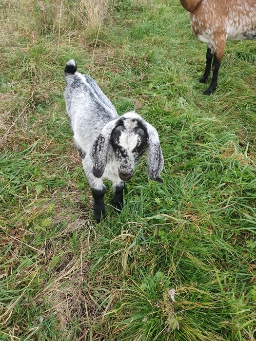 Koza alpejska całe stado