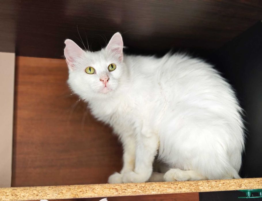 Ніжна чарівна дівчинка кішечка Софочка, чекає 1 рік кішка